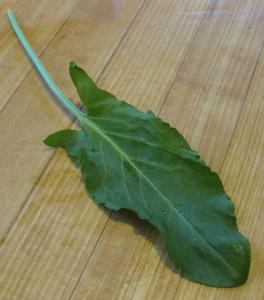 sorrel leaf