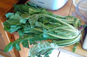 Chicory leaves